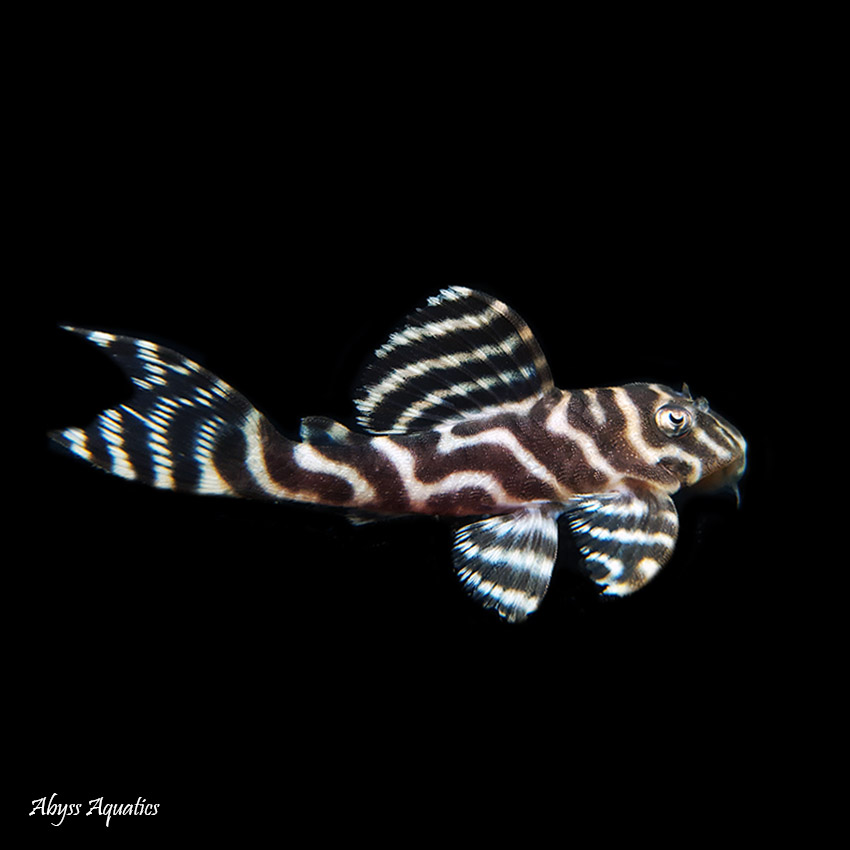 L333 best sale pleco care