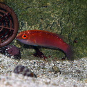 Rose Band Fairy Wrasse, Cirrhilabrus roseafascia, also go by the name Pink Banded Fairy Wrasse or Red Shimmering Dwarf Parrot.
