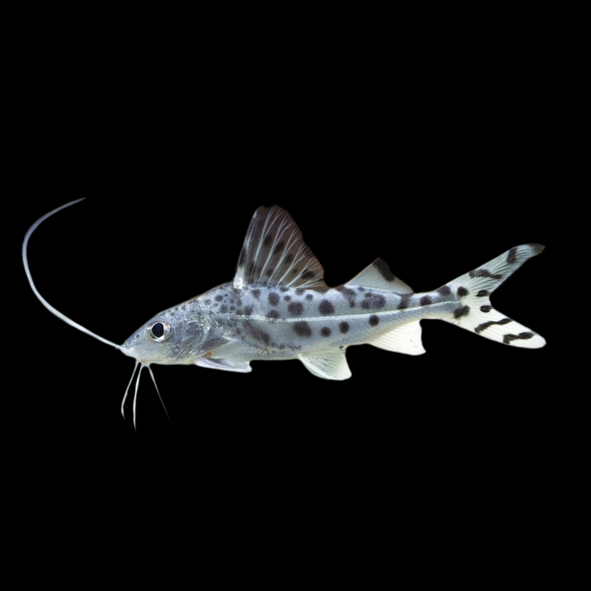 pictus catfish and angelfish