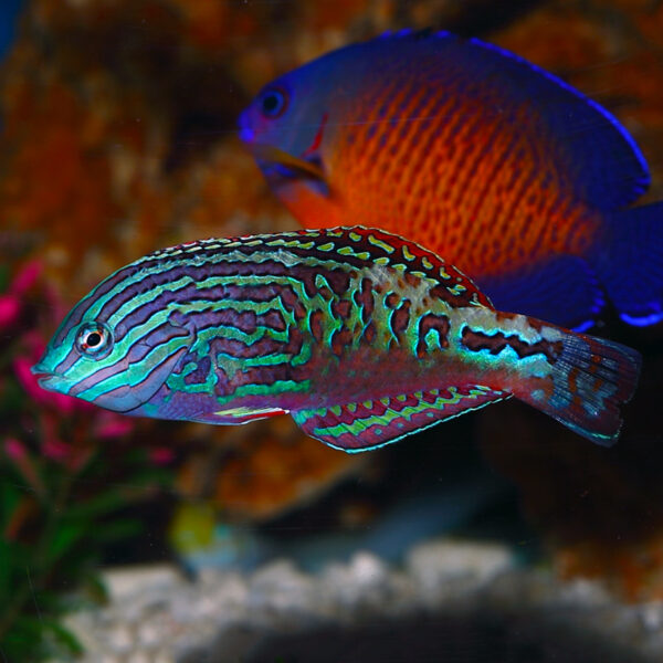 Peacock Leopard Wrasse Male, Macropharyngodon bipartitus