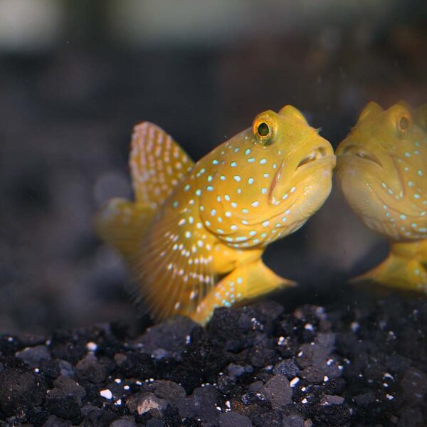 Sulphur goby in an aquarium