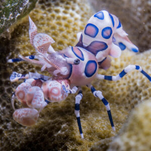 Harlequin shrimp (Hymenocera picta) in the aquarium