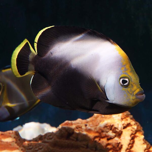 Velvet Angelfish, Chaetodontoplus dimidiatus, are elegant large angels,