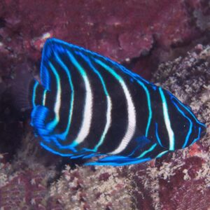The Sixbar Angel Juvenile is also known as the Sixbanded Angelfish or Six Striped Angelfish.