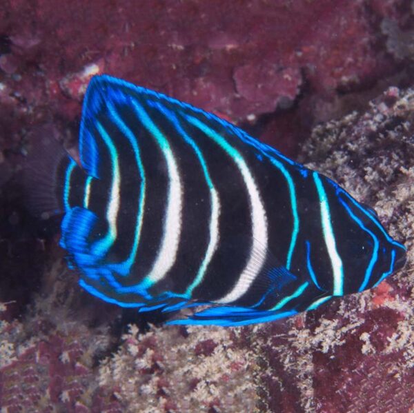 Juvenile Sixbar Angelfish, Pomacanthus sexstriatus, also go by the name Sixbanded Angelfish or Six Striped Angelfish.