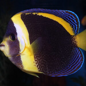 Scribbled Angelfish are also known as Duboulay's Angelfish. 