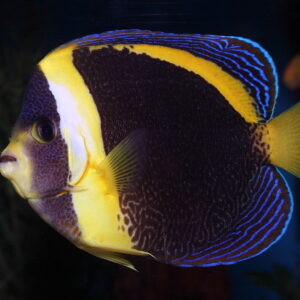 Adult Scribbled Angelfish, Chaetodontoplus duboulayi, also go by the name Duboulay’s Angelfish.