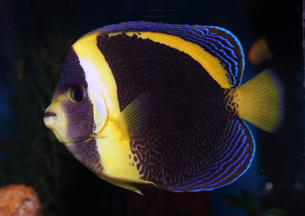 Adult Scribbled Angelfish, Chaetodontoplus duboulayi, also go by the name Duboulay’s Angelfish.