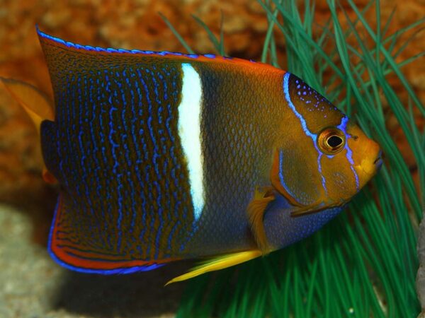 Passer Angelfish are also known as King Angelfish.