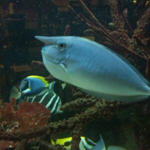 Unicorn Tang large tang with a unicorns horn