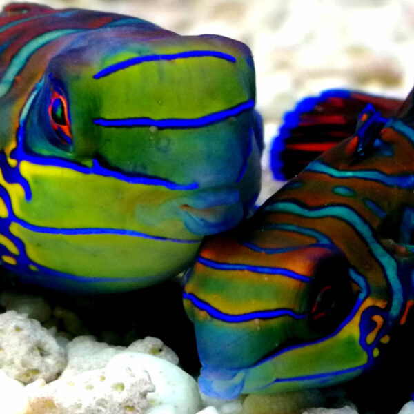 Blue Mandarin pairs, Synchiropus splendidus, also go by the name Mandarinfish.