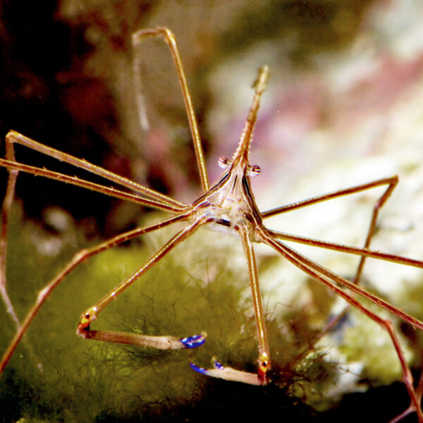 The Arrowhead Crab, Stenorhynchus seticornis, at the Abyss