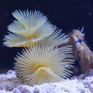 yellow feather duster