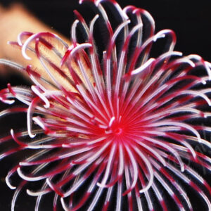 The Pink Red White Feather Duster (Bispira guinensis)