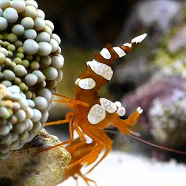 Sexy Shrimp, Thor amboinensis, can also go by the name Squat Anemone Shrimp.
