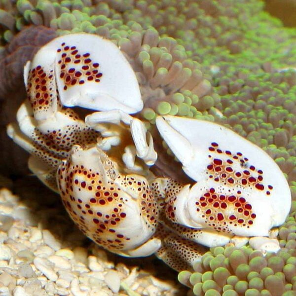 Spotted Porcelain Anemone Crab