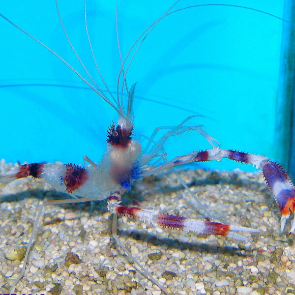 Boxing Shrimp, Stenopus hispidus, in the aquarium