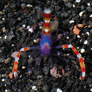 The Blue Leg Boxing Shrimp, Stenopus tenuirostris, in the aquarium