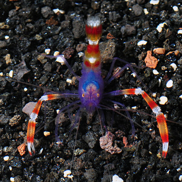 The Blue Leg Boxing Shrimp, Stenopus tenuirostris, in the aquarium