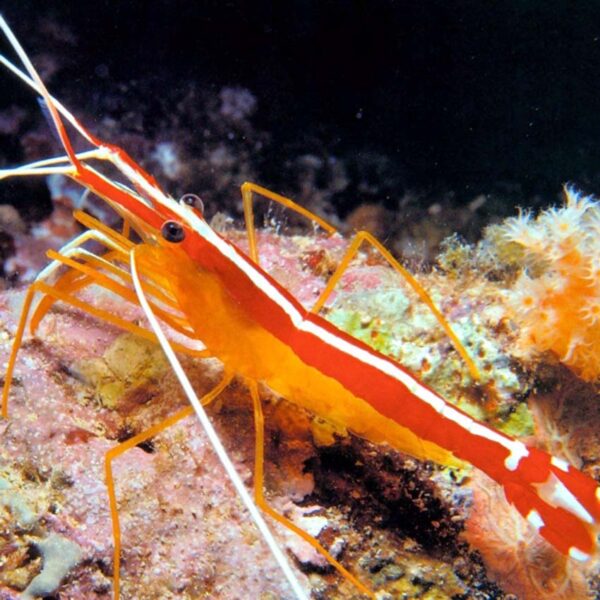 cleaner shrimp, Lysmata amboinensis