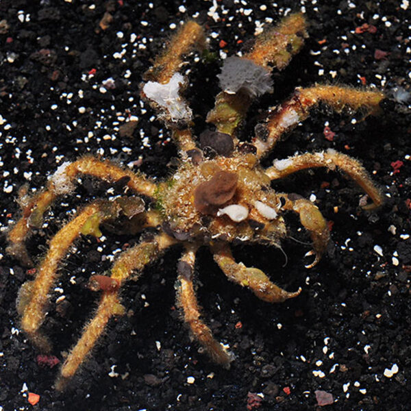 The decorator crab, Camposcia retusa, in the aquarium