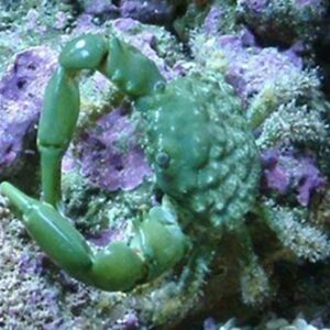 Emerald crab in the aquarium