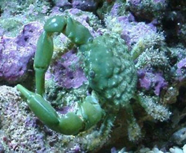 Emerald crab in the aquarium