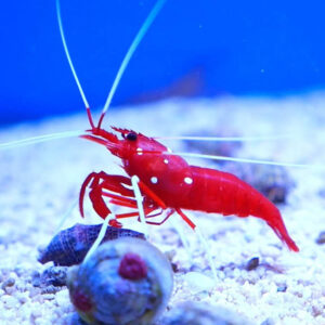 The Fire Shrimp, or Blood Shrimp in the tank