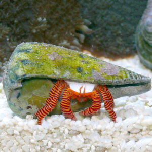 Halloween Hermit Crab in the aquarium