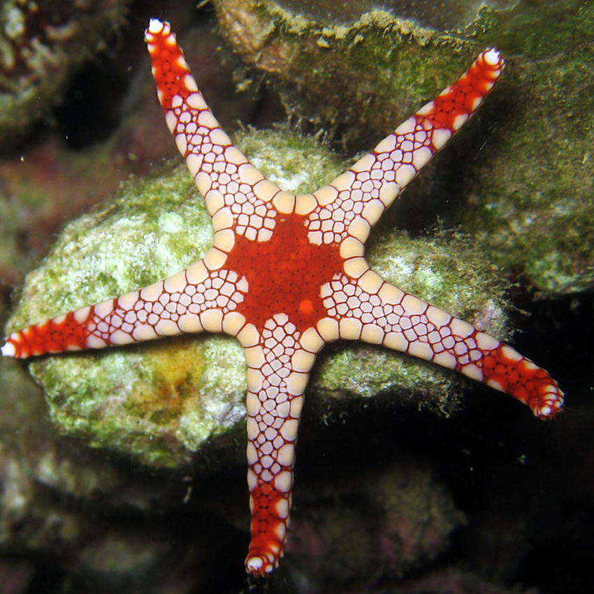 Marble Starfish Fast Delivery Abyss Aquatics UK