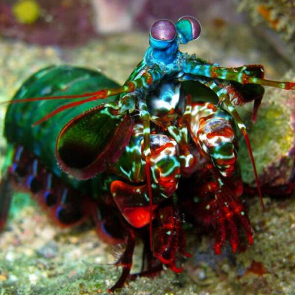 The Peacock Mantis Shrimp, Odontodactylus scyllarus, in the aquarium