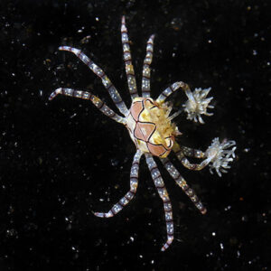The Pom Pom Crab, Lybia tesselata,in the aquarium