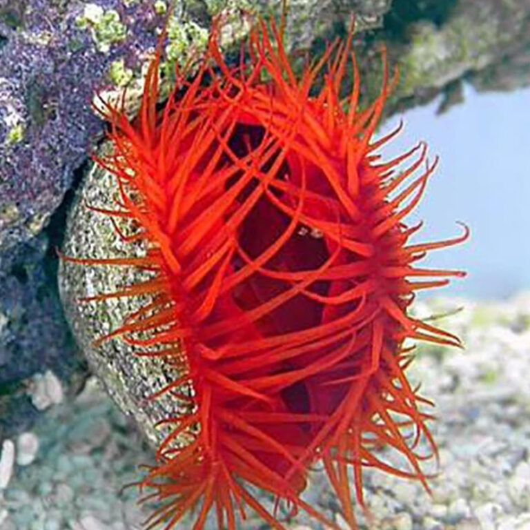 Scallop Red Fast Delivery Abyss Aquatics UK