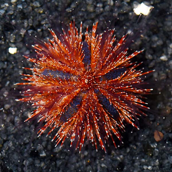 Tuxedo Urchins, Mespilia globulus, in the aquarium