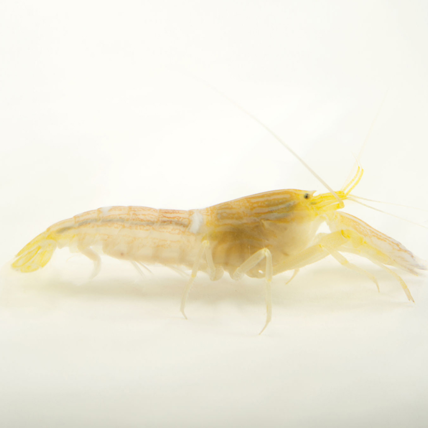 Pistol Shrimp Yellow Fast Delivery Abyss Aquatics UK
