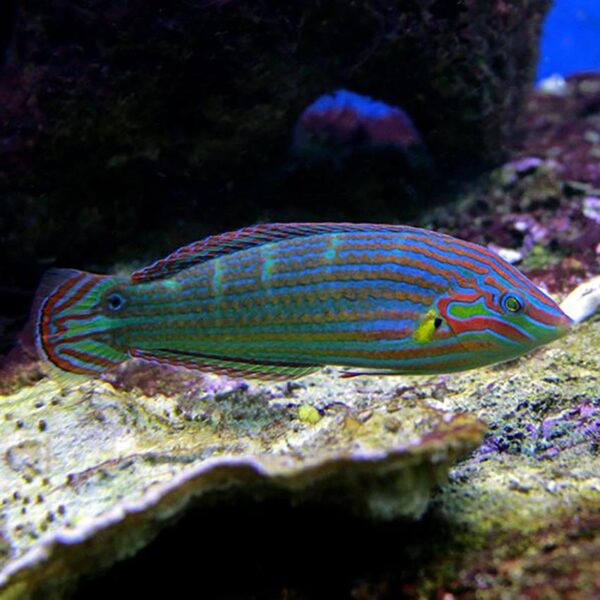 Melanurus Wrasse Male, Halichoeres melanurus, also go by the name Hoeven's Wrasse or tailspot Wrasse.