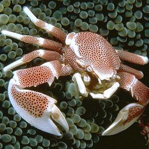 The Spotted Porcelain Anemone Crab, Neopetrolisthes ohshimai, in the aquarium