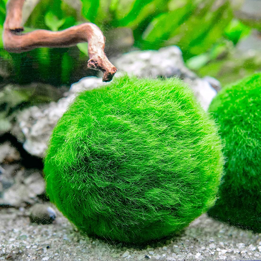 YLNUBIX Marimo Moss Ball Green Moss Balls Decorative Moss Balls for Fish Tank Moss Balls Live Aquarium Plant Aquatic Plant Ornament 