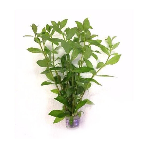 Hygrophila Polysperma Bunched is a tropical live plant