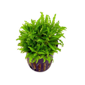 A photo of a Pogostemon helferii plant in a small pot, showing a cluster of light green leaves growing in a compact bush-like shape with roots visible at the bottom of the pot.