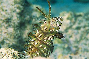 Dragon Wrasse, Novaculichthys taeniourus, also go by the name rock mover wrasse.