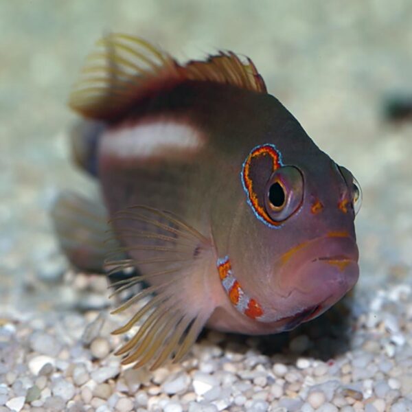 the Arc Eye Hawkfish in the aquarium