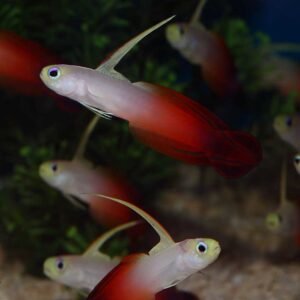 Red Firefish, Magnificent dartfish, Nemateleotris magnifica, in the aquarium,