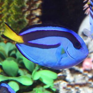 Regal Tangs, Paracanthurus hepatus, also go by the name Palette Surgeonfish.