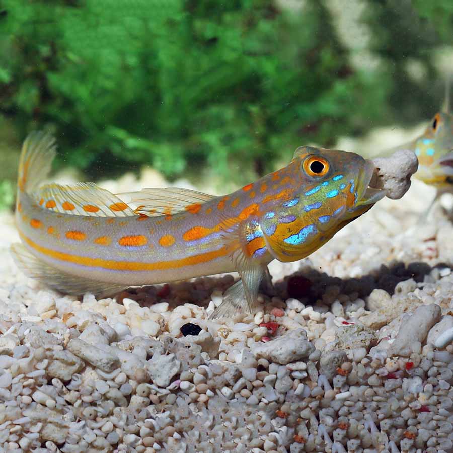 Orange Spot Goby Diamondfast Professional Service Abyss Aquatics