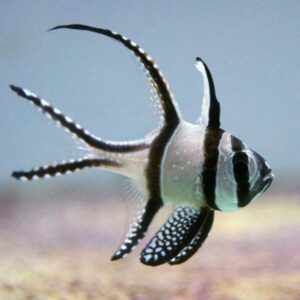 Tank Bred Banggai Cardinalfish, Pterapogon kauderni, also go by the name Emperor Cardinal.