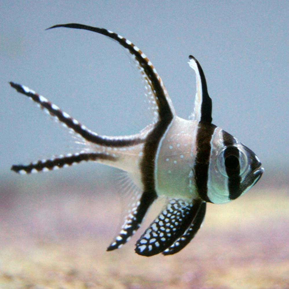 Marine fish stockists near me cheap