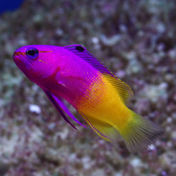 Royal Gramma swimming in an aquarium