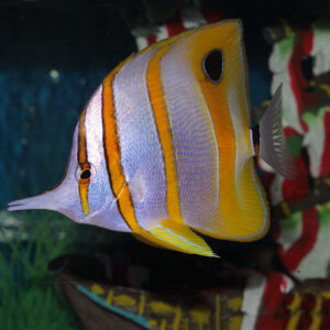 Image Caption: A stunning Copperband Butterflyfish swimming gracefully in a reef aquarium.