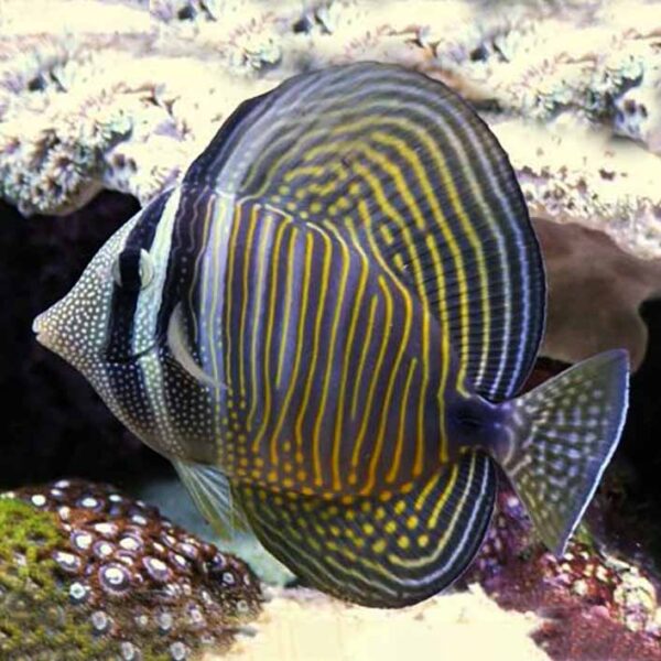 Sailfin Tang (desjardinii Ind O), Zebrasoma desjardinii, also go by the name Indian Sailfin Surgeonfish.